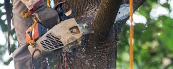 Best Arborist Consultation Services  in Vestavia Hills, AL