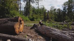  Vestavia Hills, AL Tree Services Pros