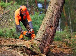 How Our Tree Care Process Works  in  Vestavia Hills, AL