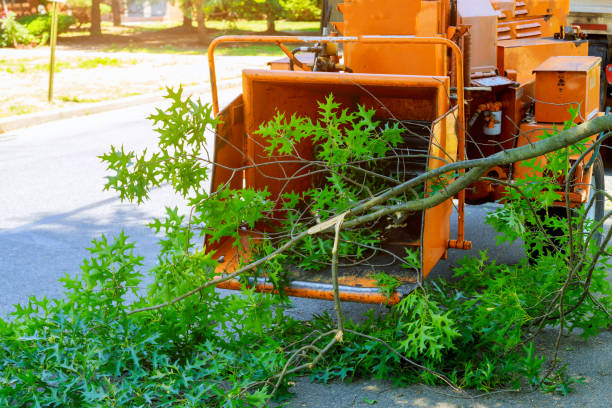 Best Sod Installation  in Vestavia Hills, AL