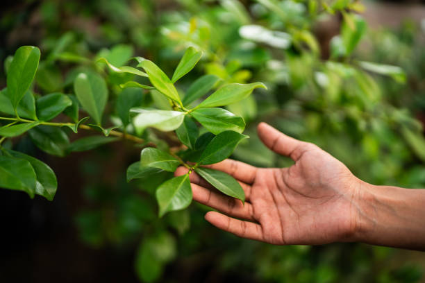 Best Hazardous Tree Removal  in Vestavia Hills, AL