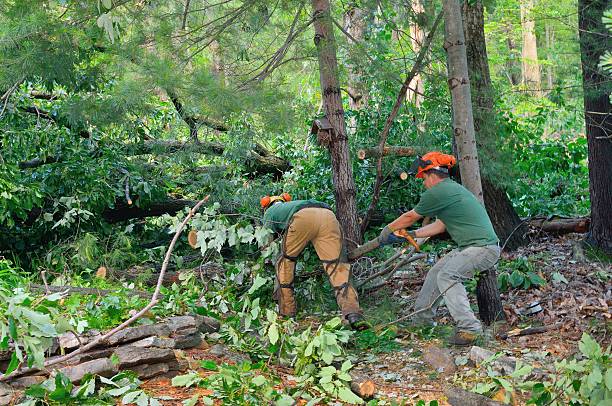 Best Tree Disease Treatment  in Vestavia Hills, AL