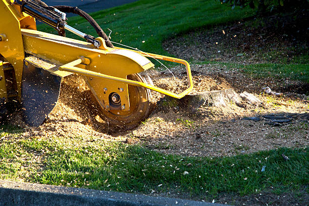 Best Lawn Renovation and Restoration  in Vestavia Hills, AL