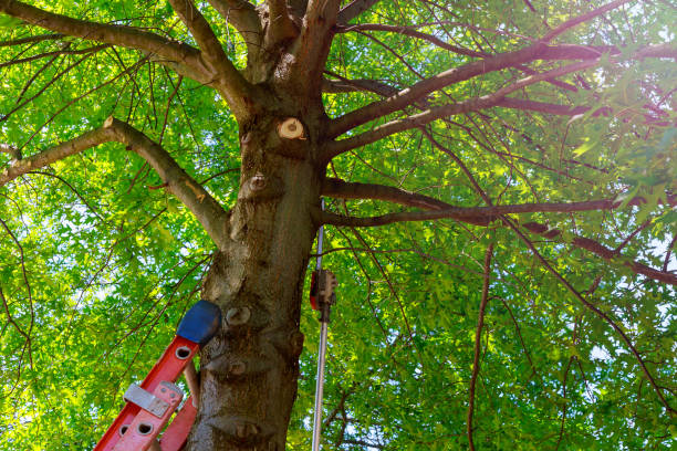 Best Utility Line Clearance  in Vestavia Hills, AL